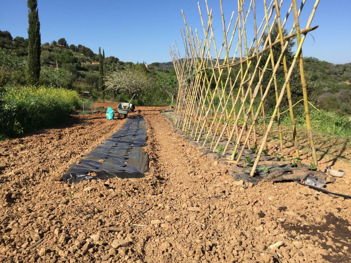 Podere Baloo Suvereto Exterior photo